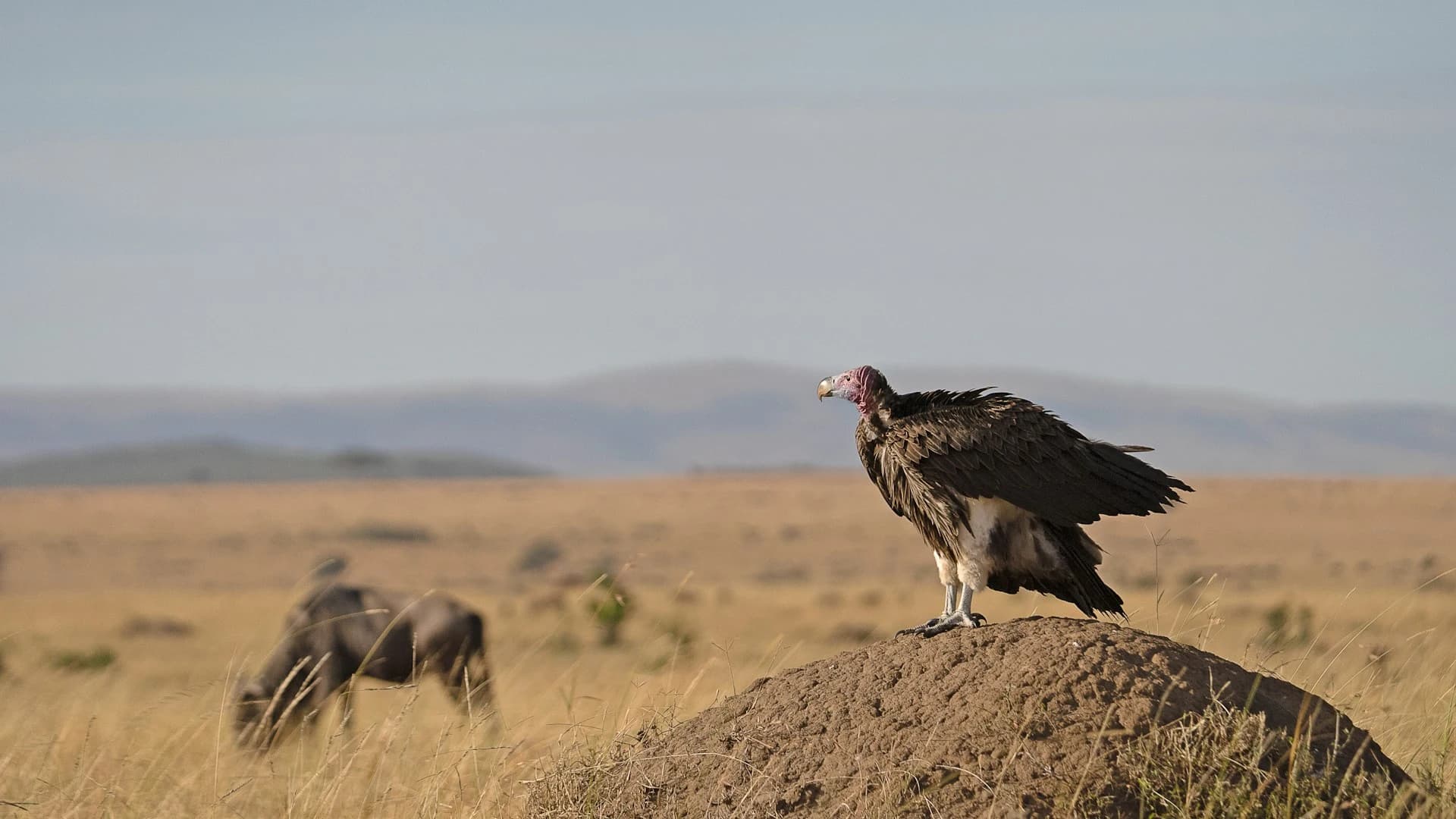 Wildlife amidst the dramatic landscapes of Madhya Pradesh