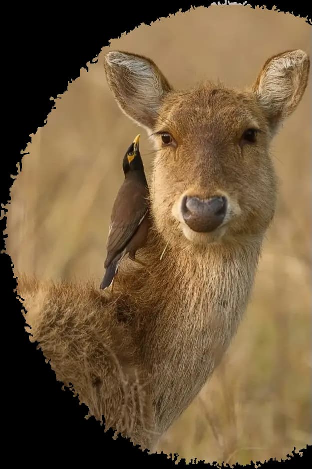 Spotted deer and bird in Panna National Park