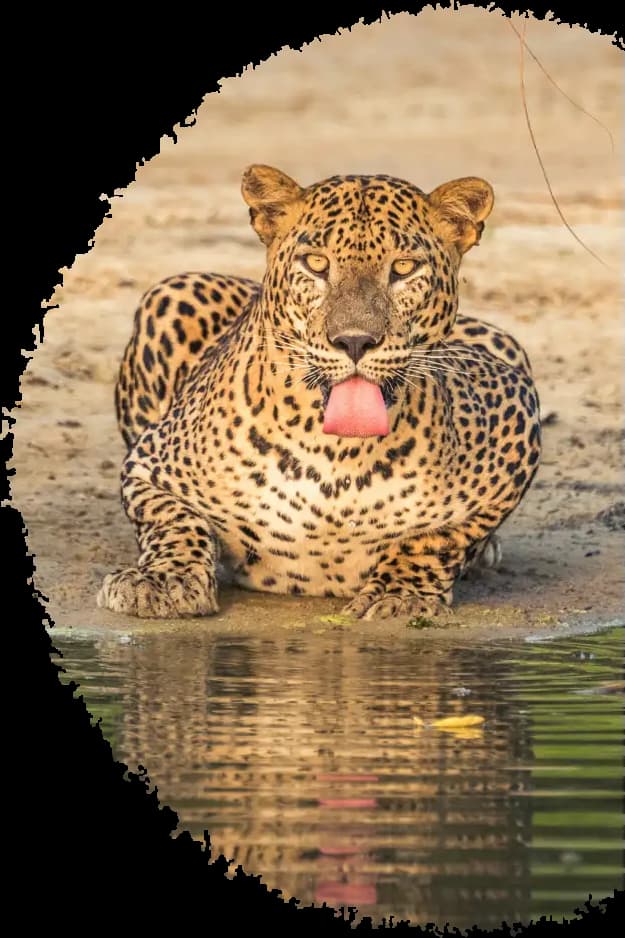 Indian Leopard by the water in Pench National Park