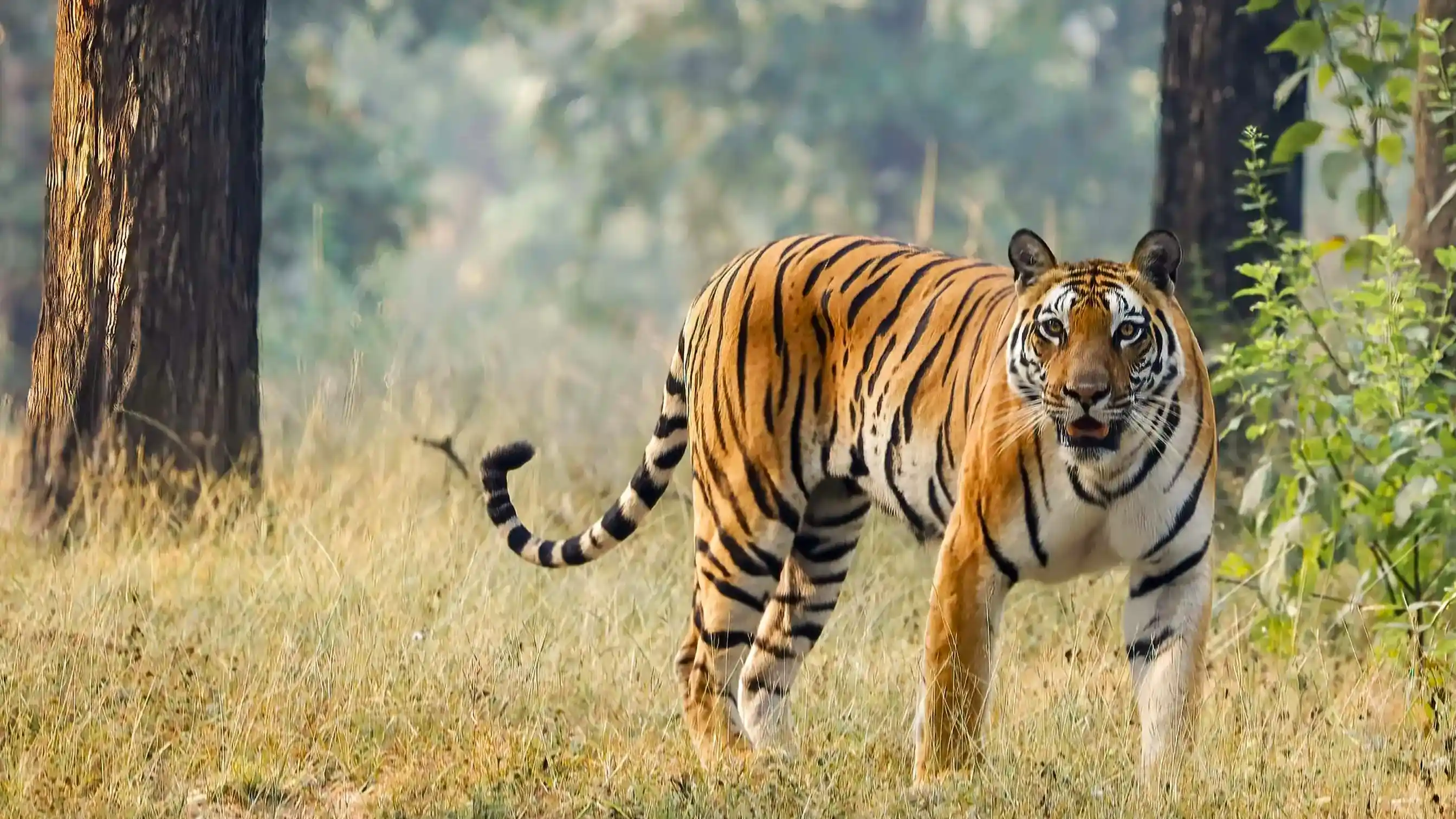 Kanha National Park wildlife and forest