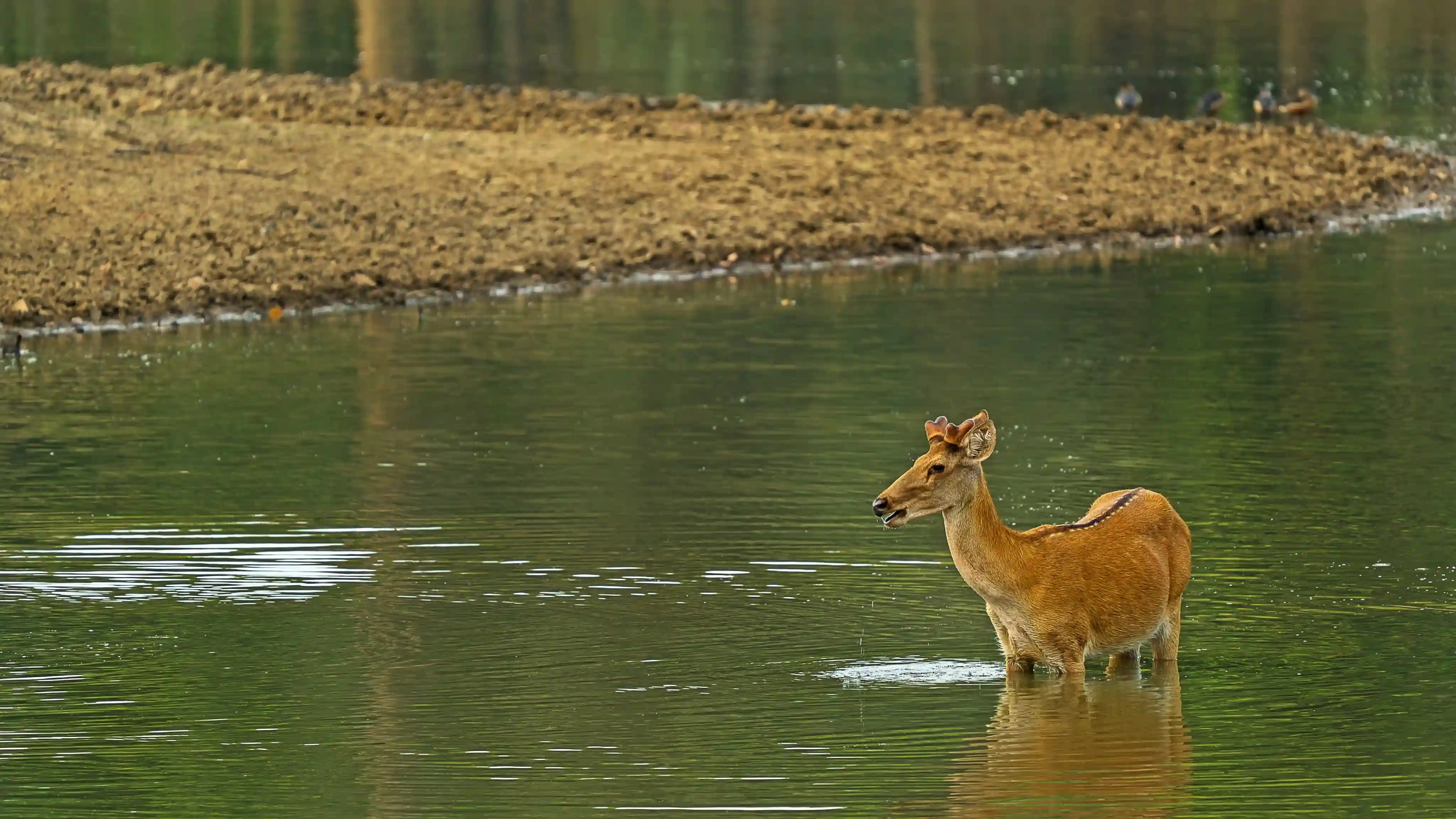 Ken River gorge and rocky cliffs in Panna National Park